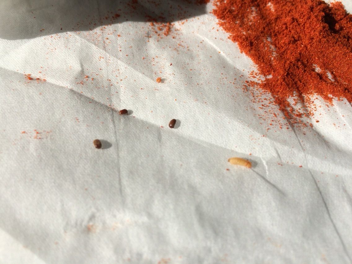 閲覧注意 とうがらし粉に虫がわきました 日本縦断ブログ