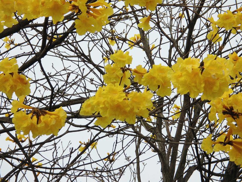 黄色い花の名前は イペー でした よみがえれ 島原のこころ