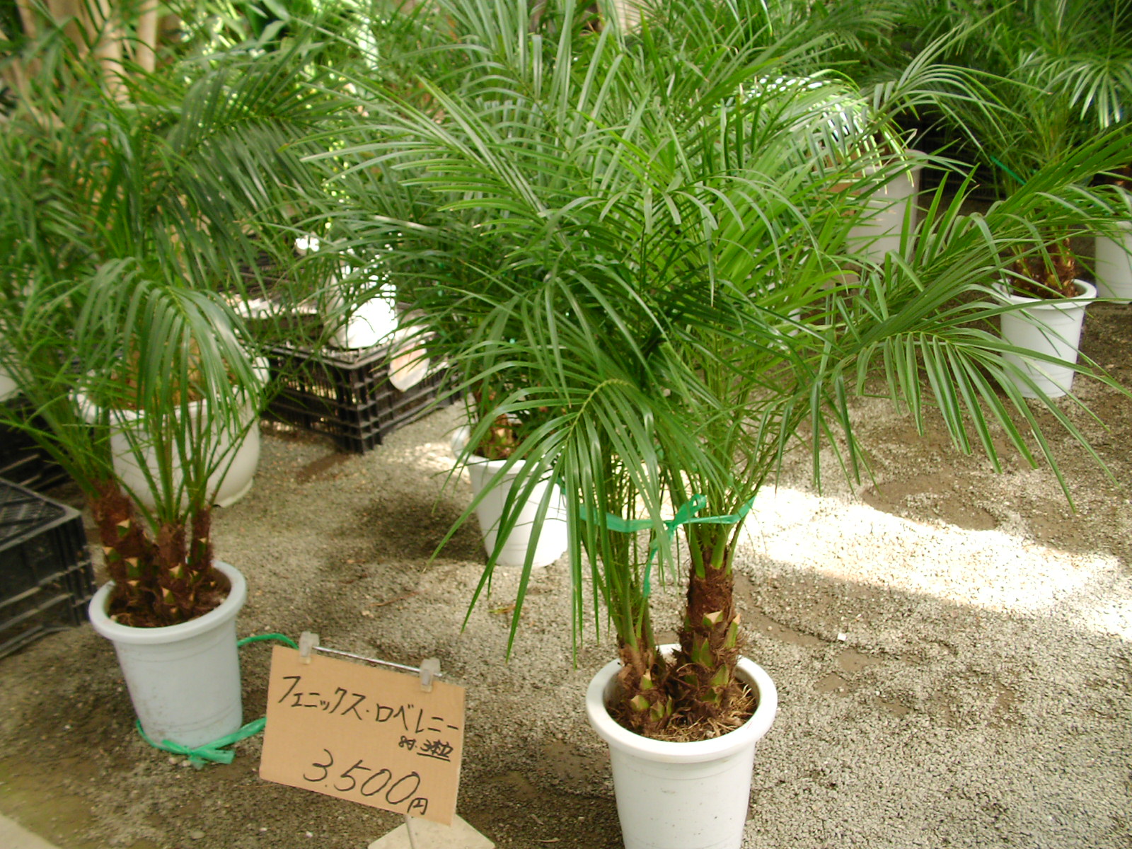 久山植木 情報探検 志免町