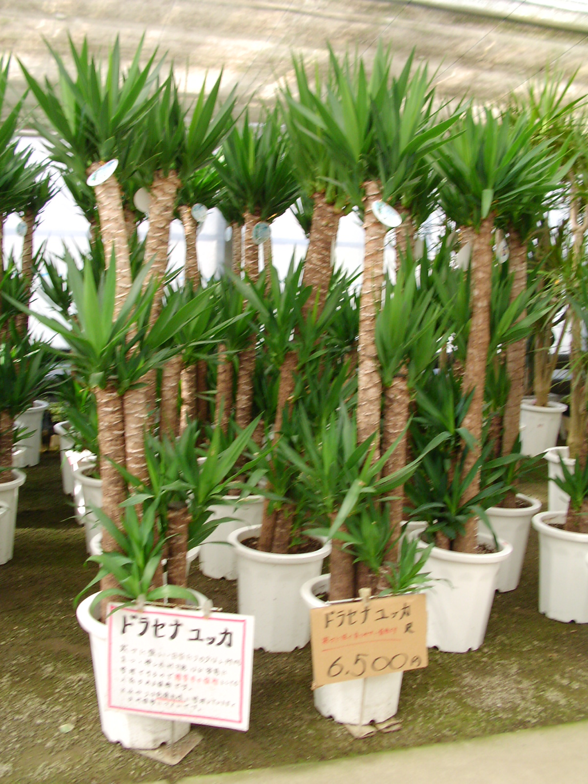 久山植木 情報探検 志免町