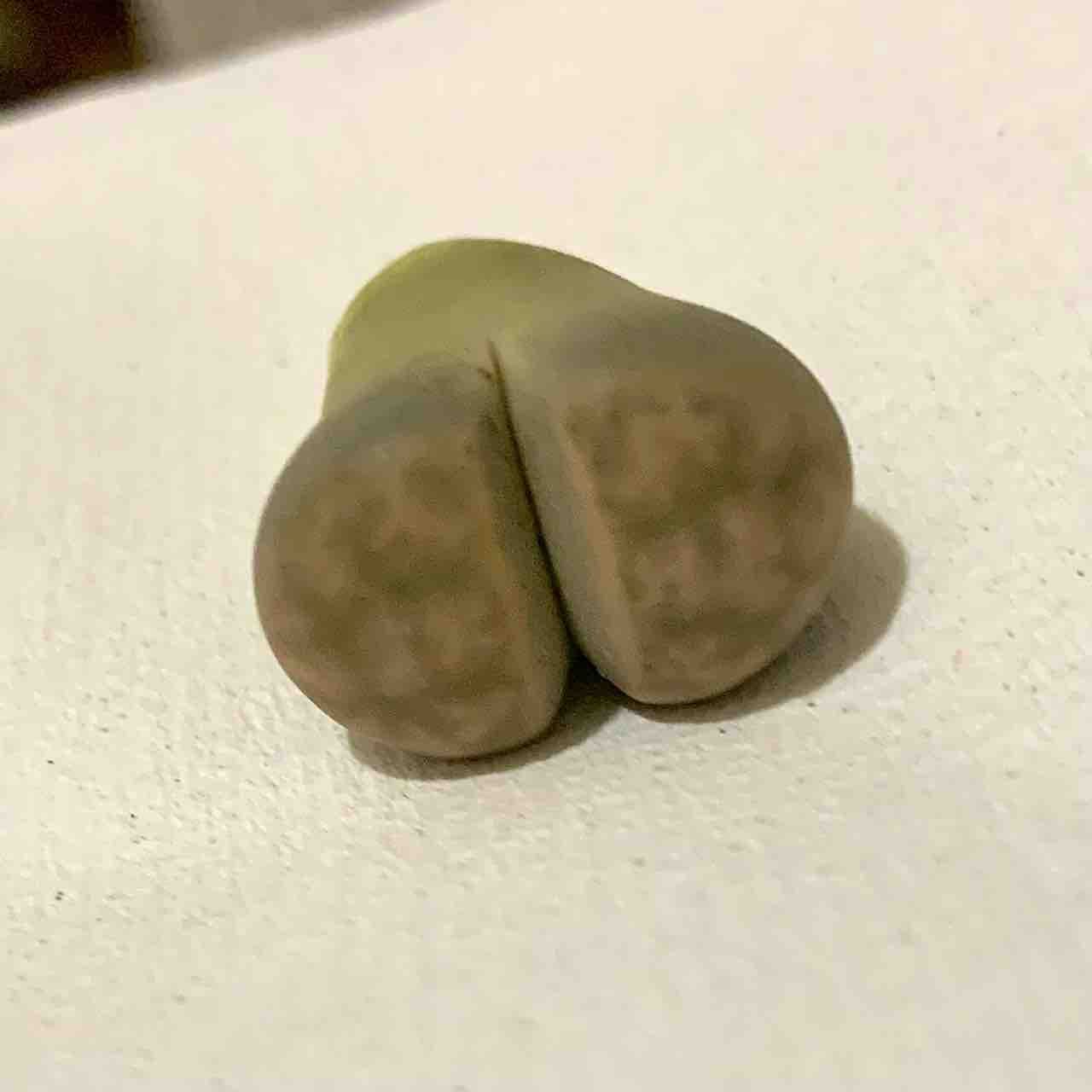 ズタボロになってしまったリトープスは生き残れるのか ちょろちょろの多肉メモ