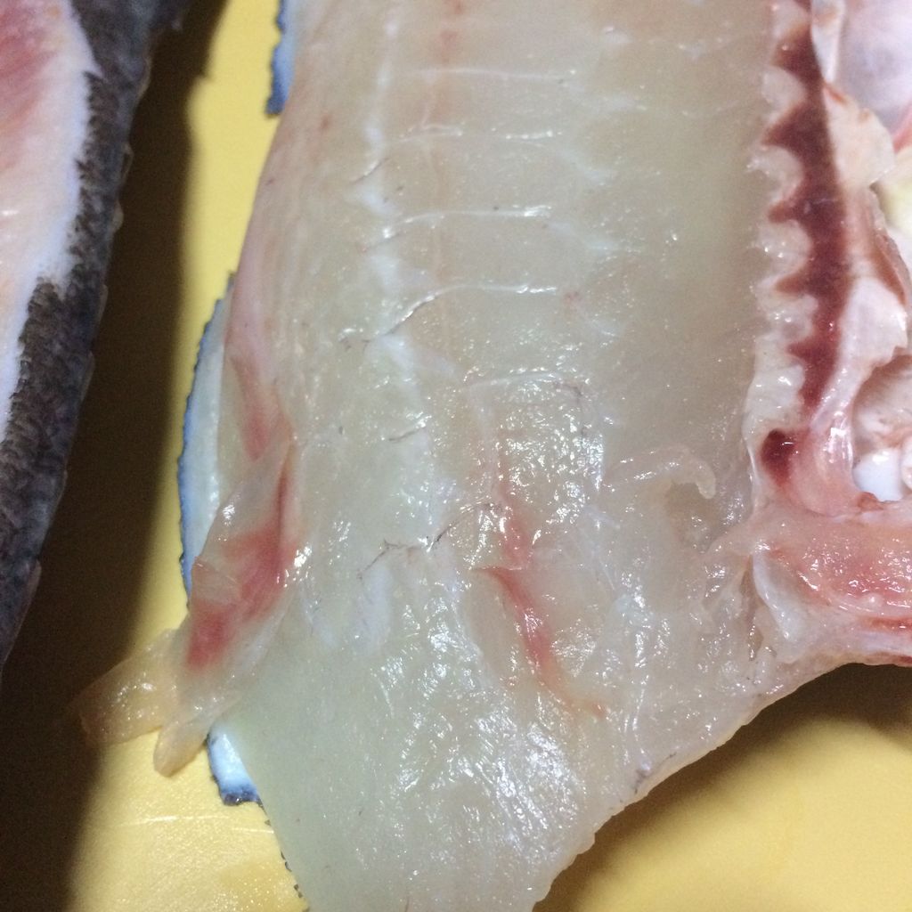 石鯛 ハガツオ キツネガツオ スジカツオ 旨魚日記 石鯛 ハガツオ キツネガツオ スジカツオ 旨魚日記
