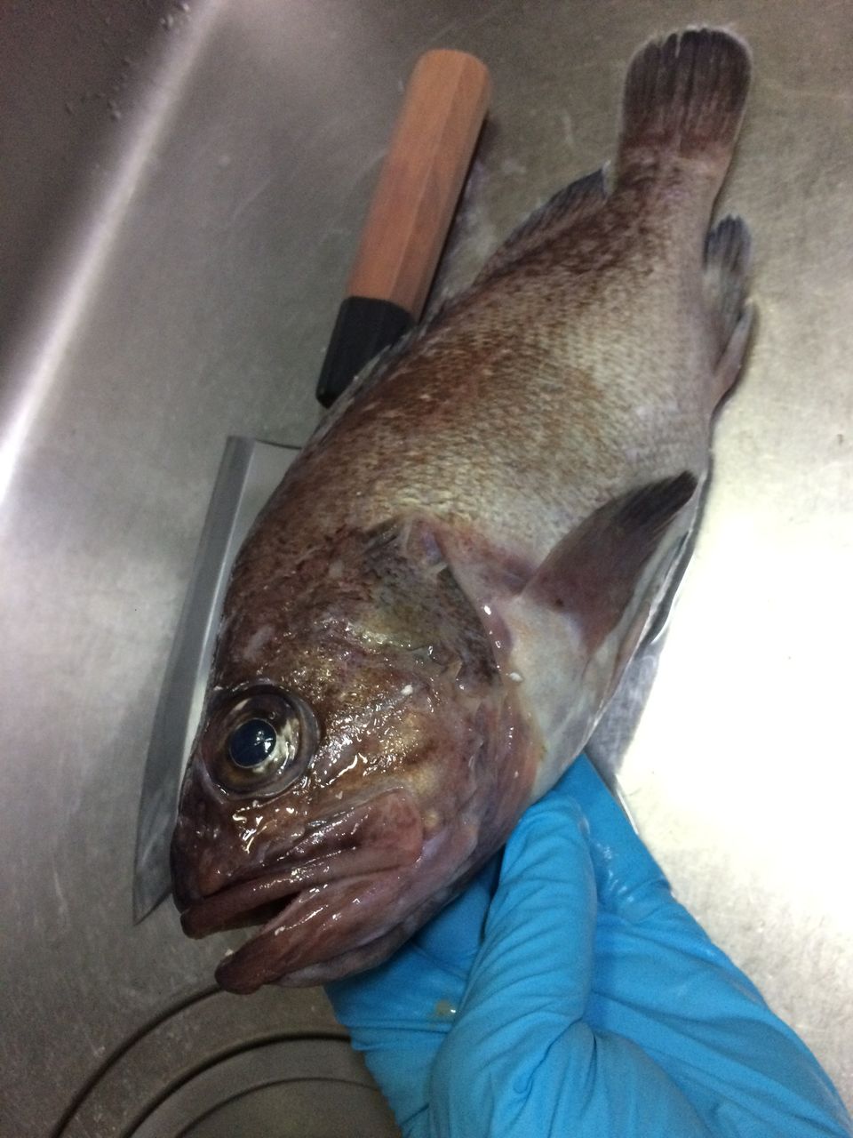マトウダイ つづりメバル のどぐろ クロザコエビ シジミ 旨魚日記 マトウダイ つづりメバル のどぐろ クロザコエビ シジミ 旨魚日記