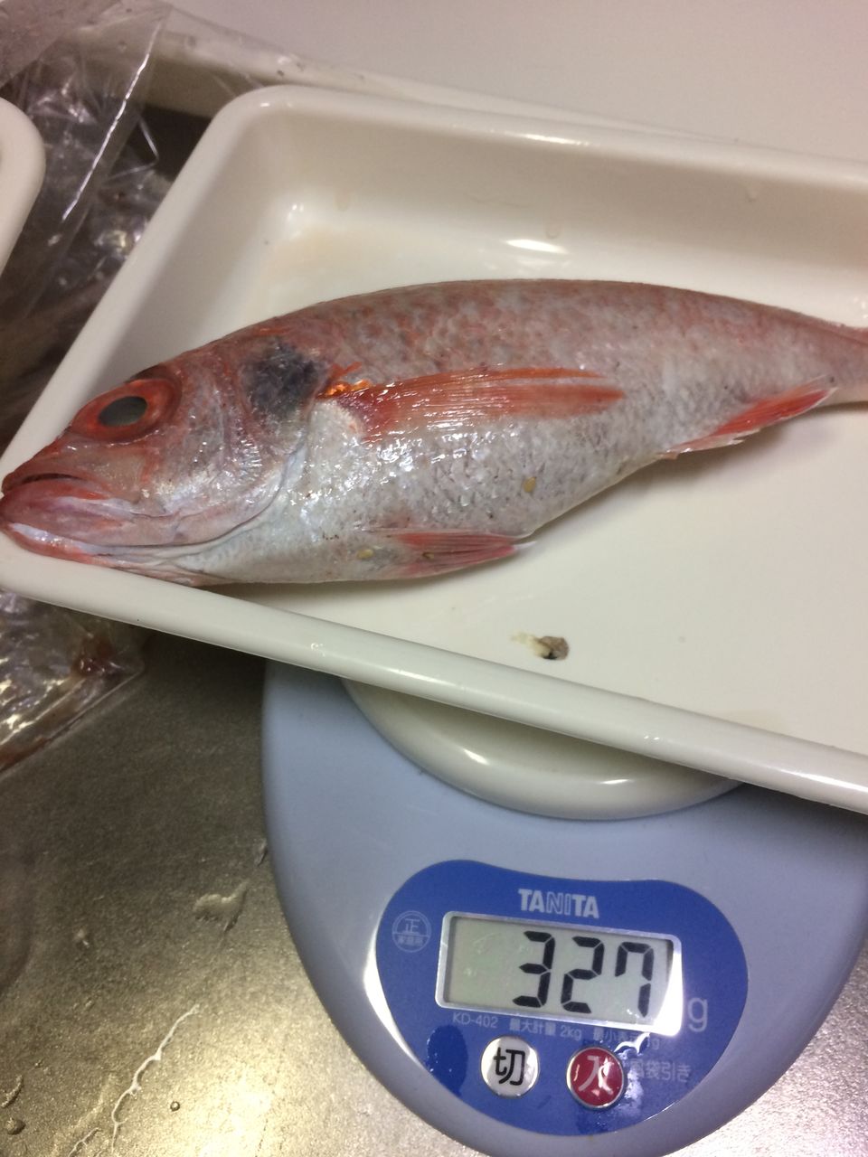 マトウダイ つづりメバル のどぐろ クロザコエビ シジミ 旨魚日記