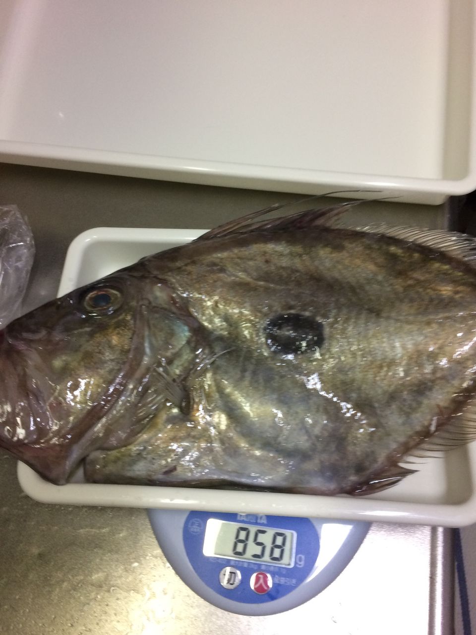 マトウダイ つづりメバル のどぐろ クロザコエビ シジミ 旨魚日記 マトウダイ つづりメバル のどぐろ クロザコエビ シジミ 旨魚日記