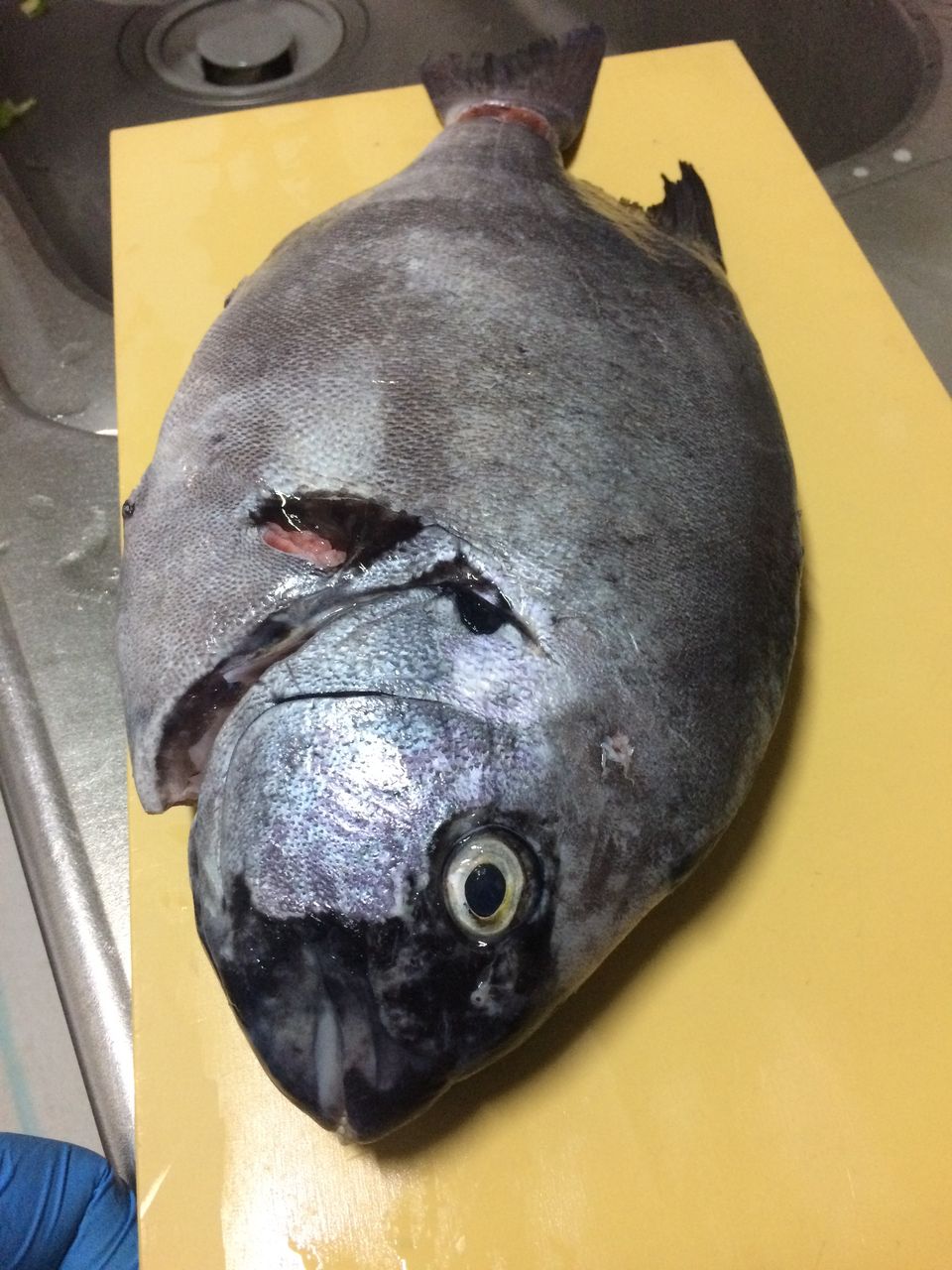 石鯛 ハガツオ キツネガツオ スジカツオ 旨魚日記
