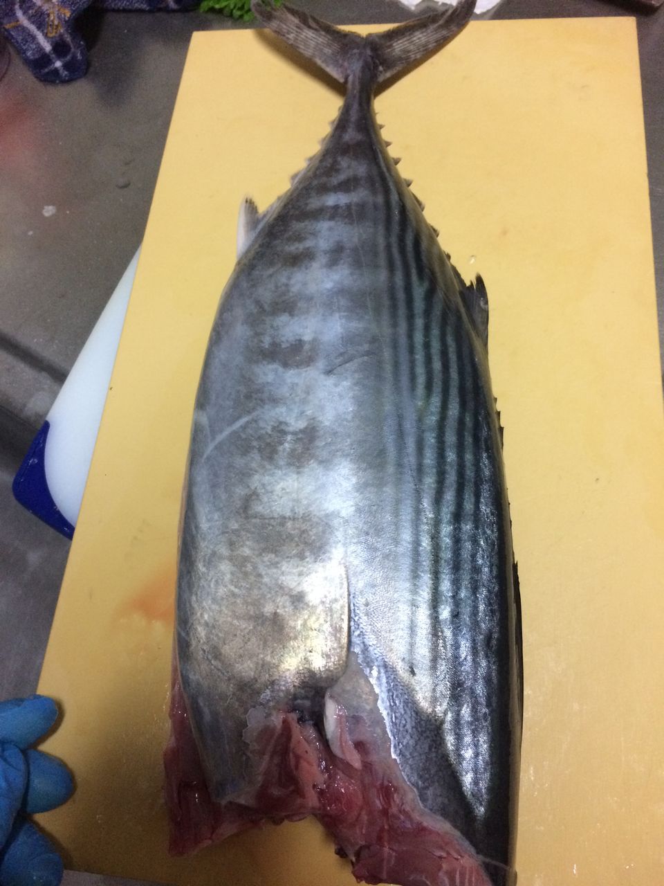 石鯛 ハガツオ キツネガツオ スジカツオ 旨魚日記