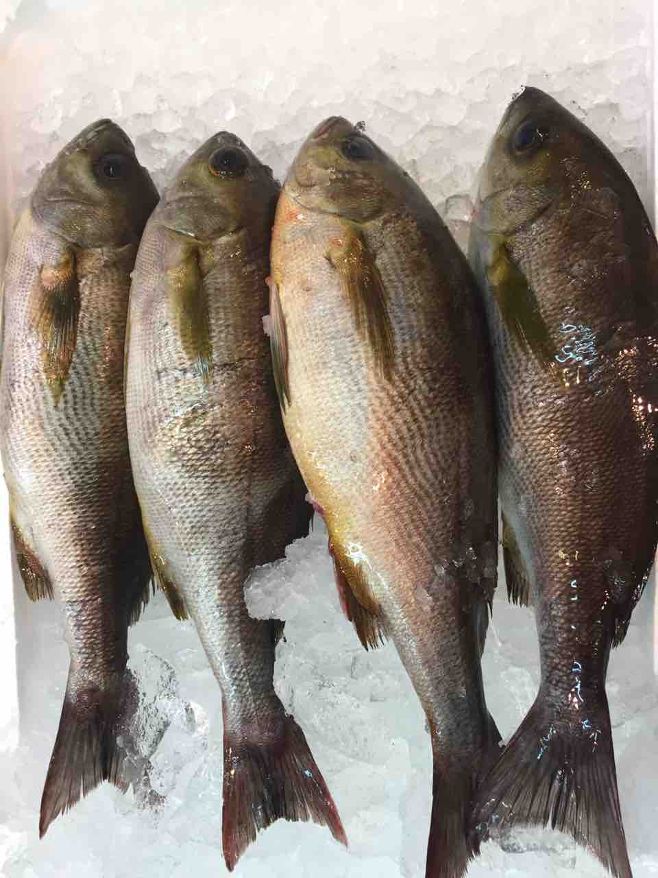 本日のおすすめ 鮮魚 卸売 仕出し 丸庄 本日のおすすめ 鮮魚 卸売 仕出し 丸庄