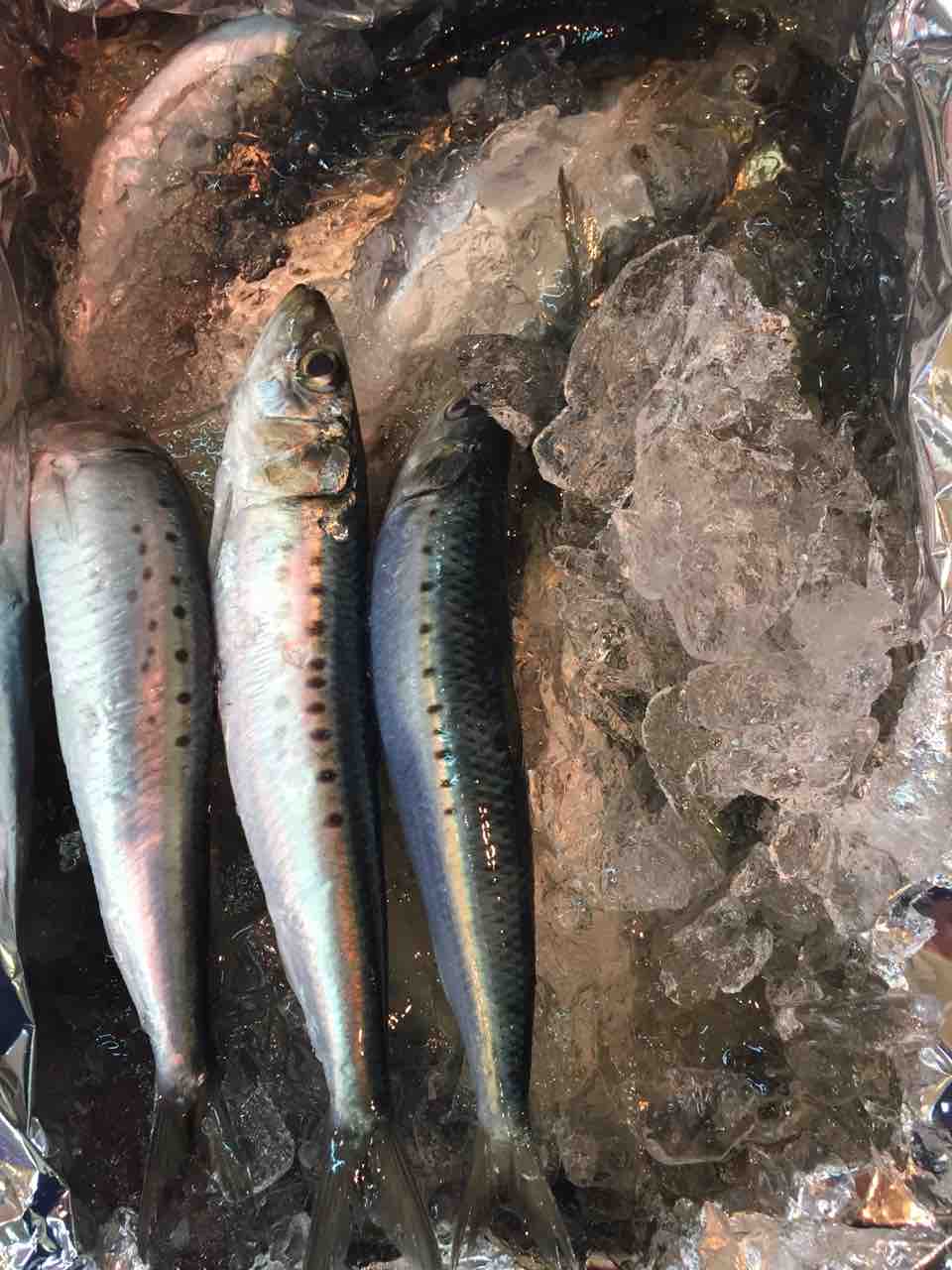 本日のおすすめ 鮮魚 卸売 仕出し 丸庄 本日のおすすめ 鮮魚 卸売 仕出し 丸庄