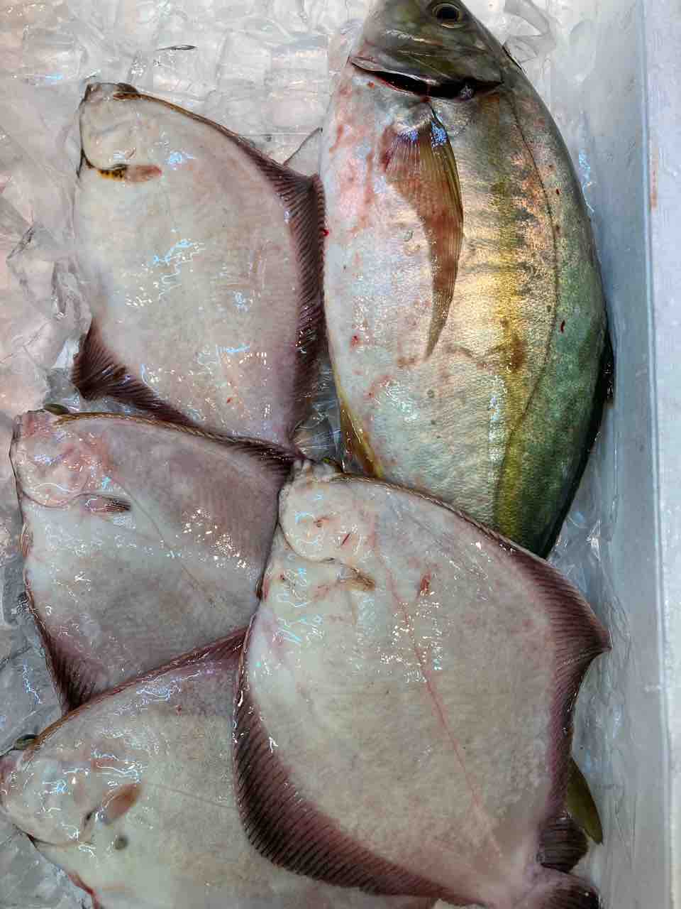 本日のおすすめ 鮮魚 卸売 仕出し 丸庄