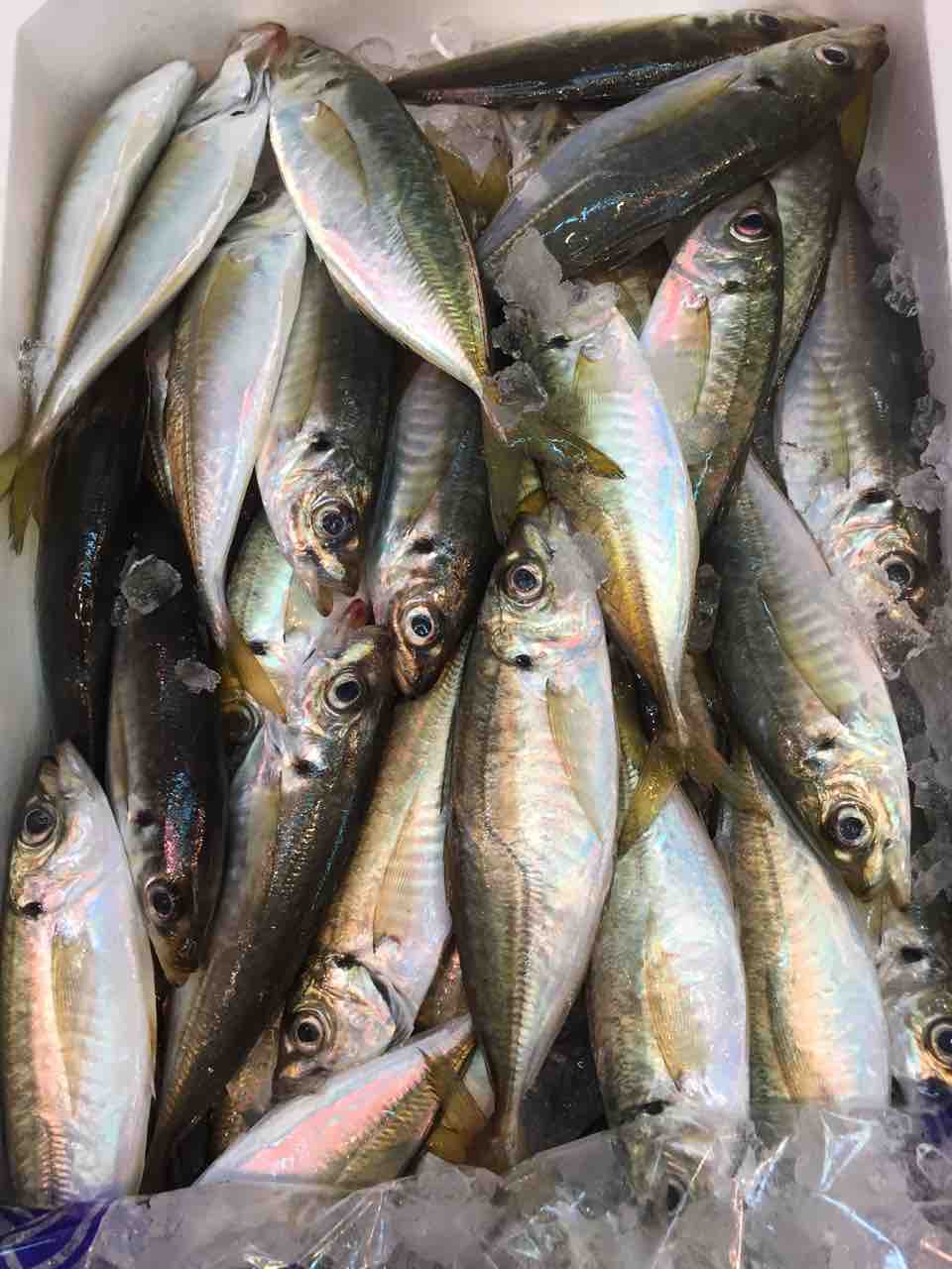 本日のおすすめ 鮮魚 卸売 仕出し 丸庄 本日のおすすめ 鮮魚 卸売 仕出し 丸庄