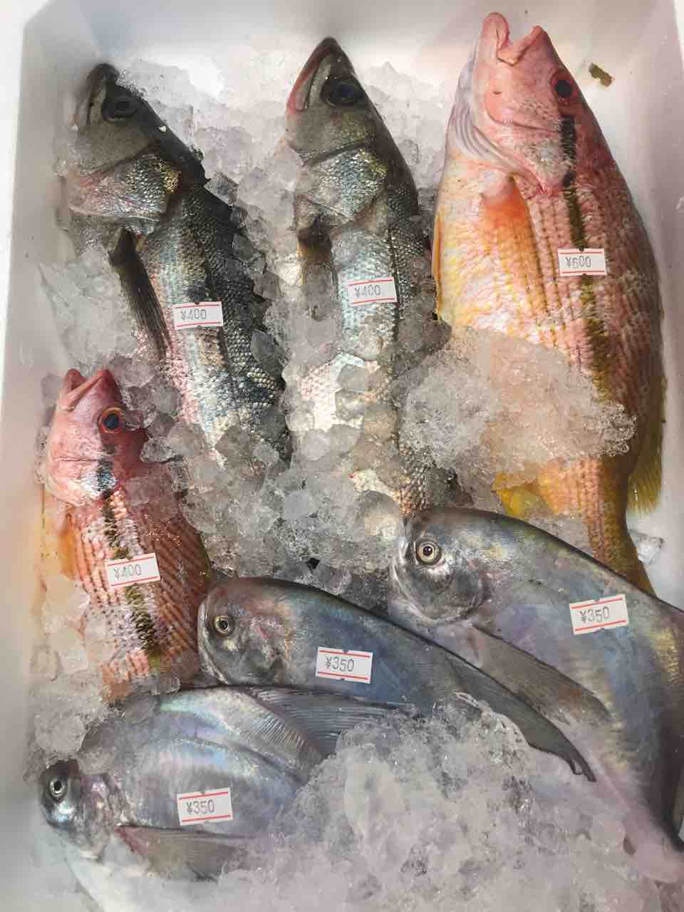 本日のおすすめ 鮮魚 卸売 仕出し 丸庄 本日のおすすめ 鮮魚 卸売 仕出し 丸庄