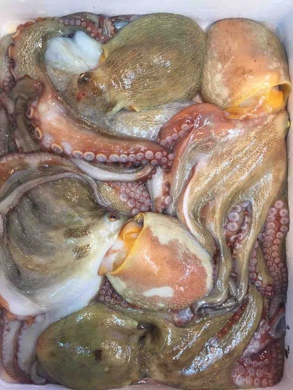 本日のおすすめ 鮮魚 卸売 仕出し 丸庄 本日のおすすめ 鮮魚 卸売 仕出し 丸庄