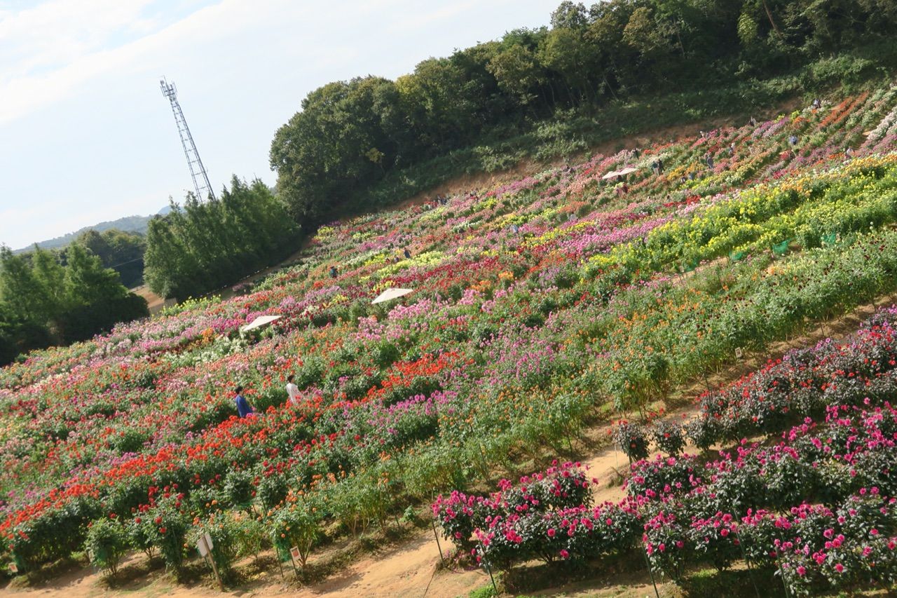 広島 世羅高原農場 秋のダリア祭15で いやされてきました Simple Full