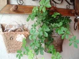 images-17