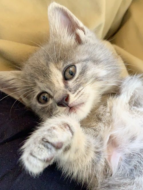 猫のいる暮らし 新しく仲間入りしたサバトラ子猫 シンプルな暮らしを目指す ナチュラルインテリア好きの主婦のブログ