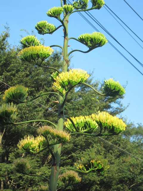 千葉県四街道市で竜舌蘭 リュウゼツラン が開花しています Simpleslowなペイントライフ