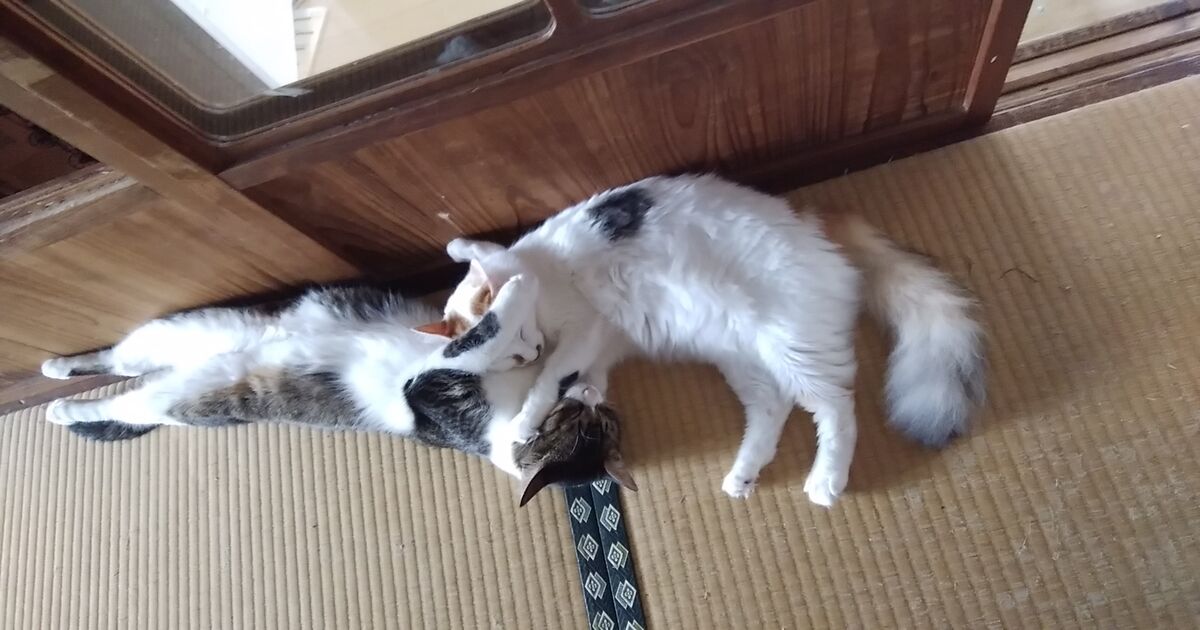 鬱（メンタル）に関するWebメディア