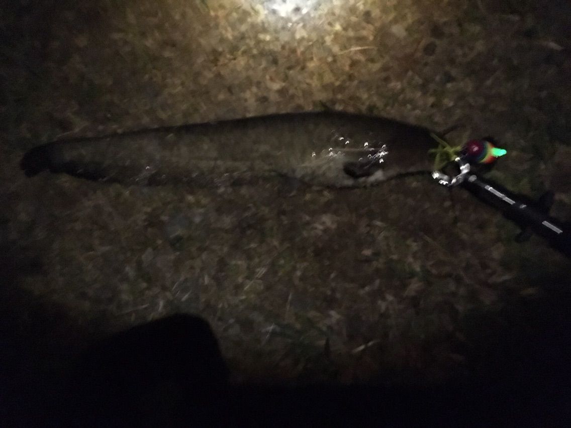 17 初ナマズ 犬山 岐阜 愛知 ナマズとバス釣り