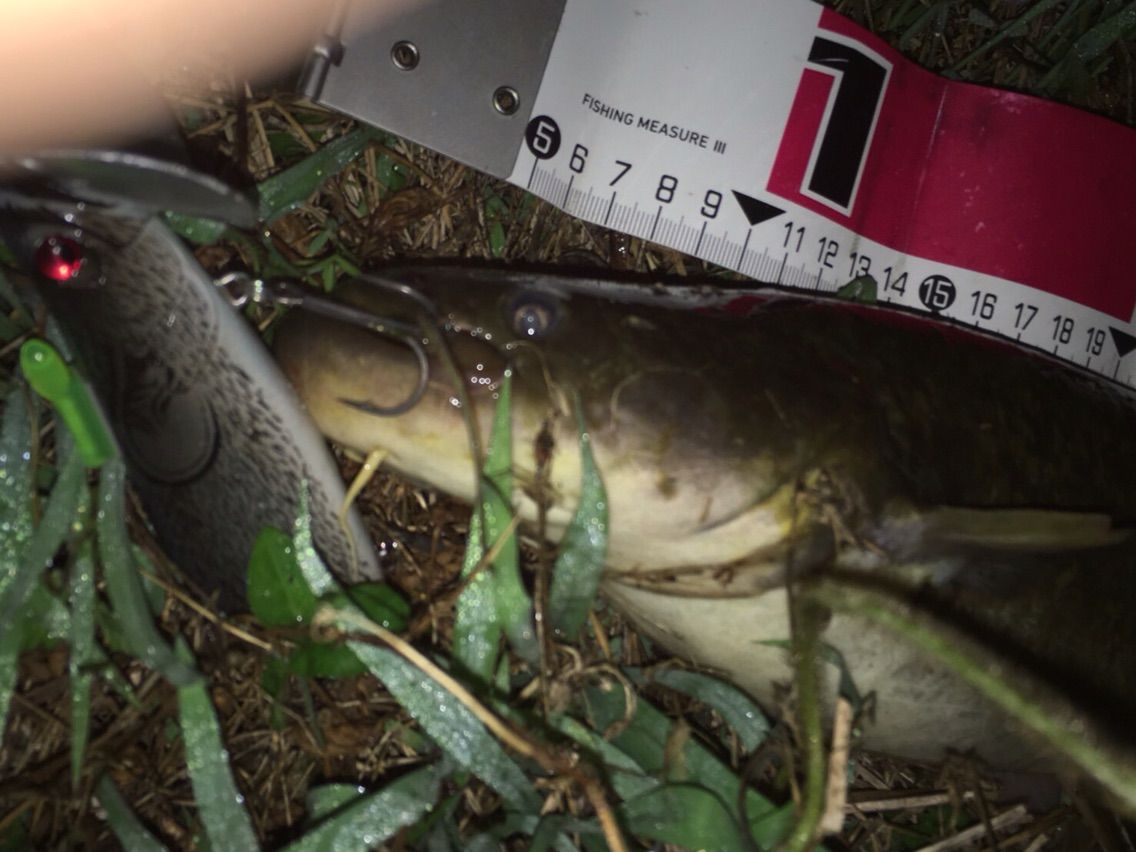 ブルタンクで鯰 強面kさん雷魚 岐阜 愛知 ナマズとバス釣り ブルタンクで鯰 強面kさん雷魚 岐阜 愛知 ナマズとバス釣り