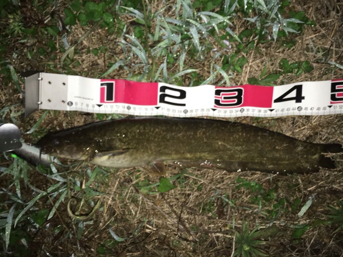 ブルタンクで鯰 強面kさん雷魚 岐阜 愛知 ナマズとバス釣り ブルタンクで鯰 強面kさん雷魚 岐阜 愛知 ナマズとバス釣り