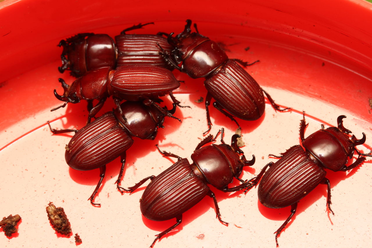 コンゴ産 カザリツノクワガタ 28mm