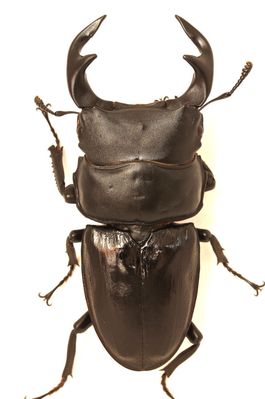 タイワンオオクワガタ飼育記 : オオカブトの部屋