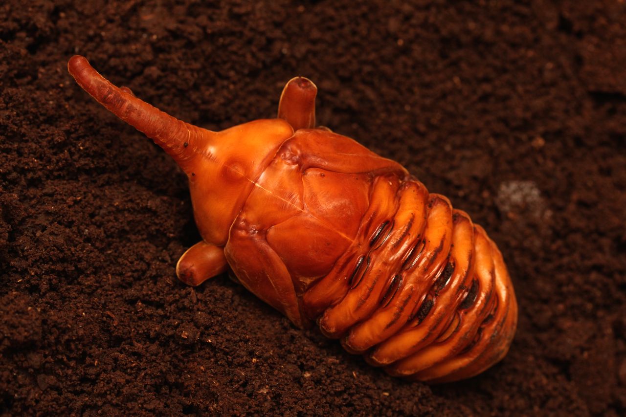 ノコギリタテヅノカブト飼育記(ゴロファ・ポルテリ) : オオカブトの部屋