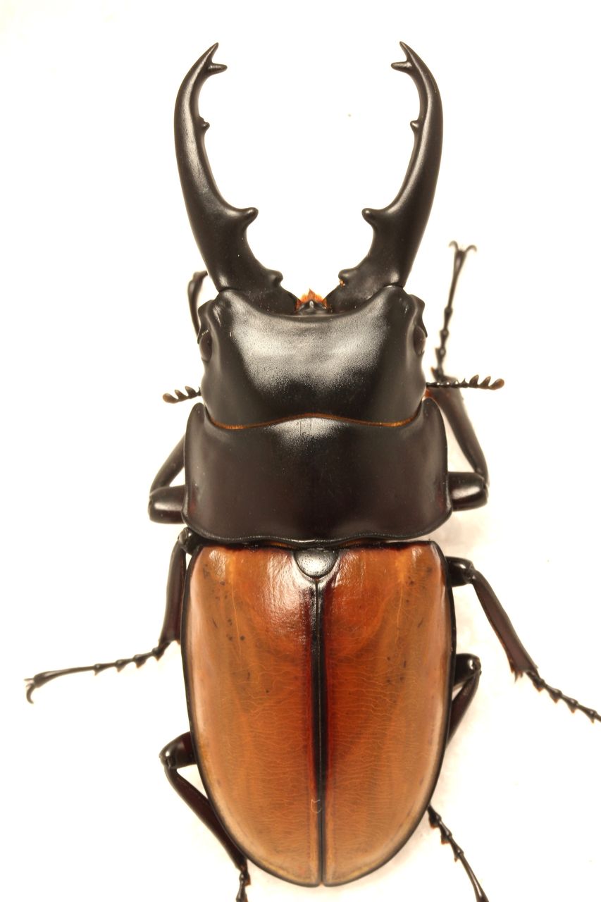 ナカジ　ラフェルトノコギリクワガタ　ハスタートノコギリクワガタ　2匹セット ナカジ ラフェルトノコギリクワガタ ハスタートノコギリクワガタ