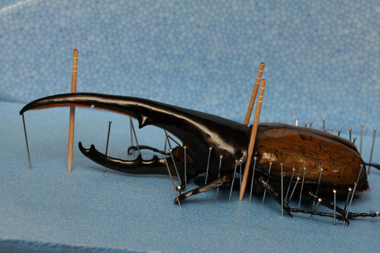 ヘラクレスヘラクレス飼育記 採卵纏め オオカブトの部屋