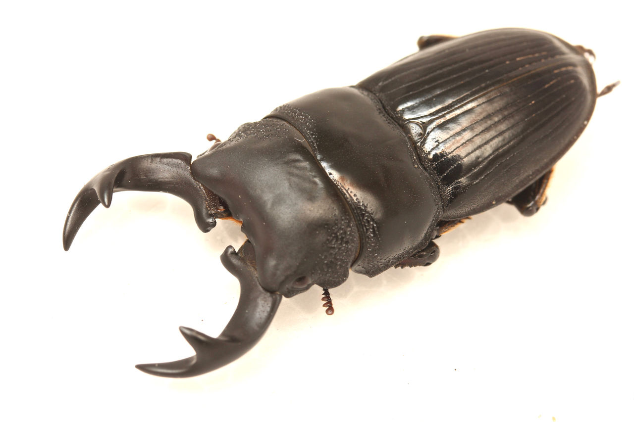 外国産ネブト色々 : オオカブトの部屋