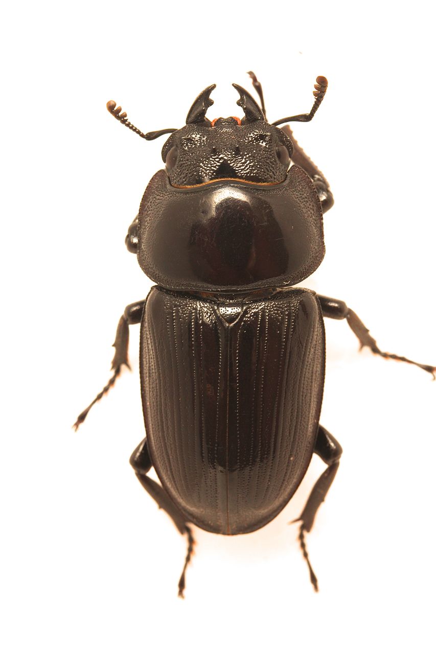 国産オオクワガタ(自己採集新潟産)飼育記 : オオカブトの部屋