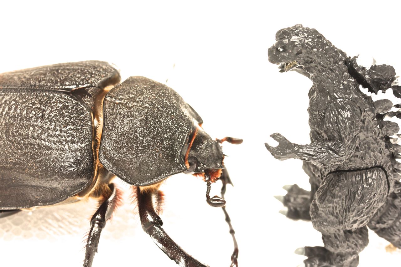 アクティオンゾウカブト飼育記 ♀羽化 : オオカブトの部屋