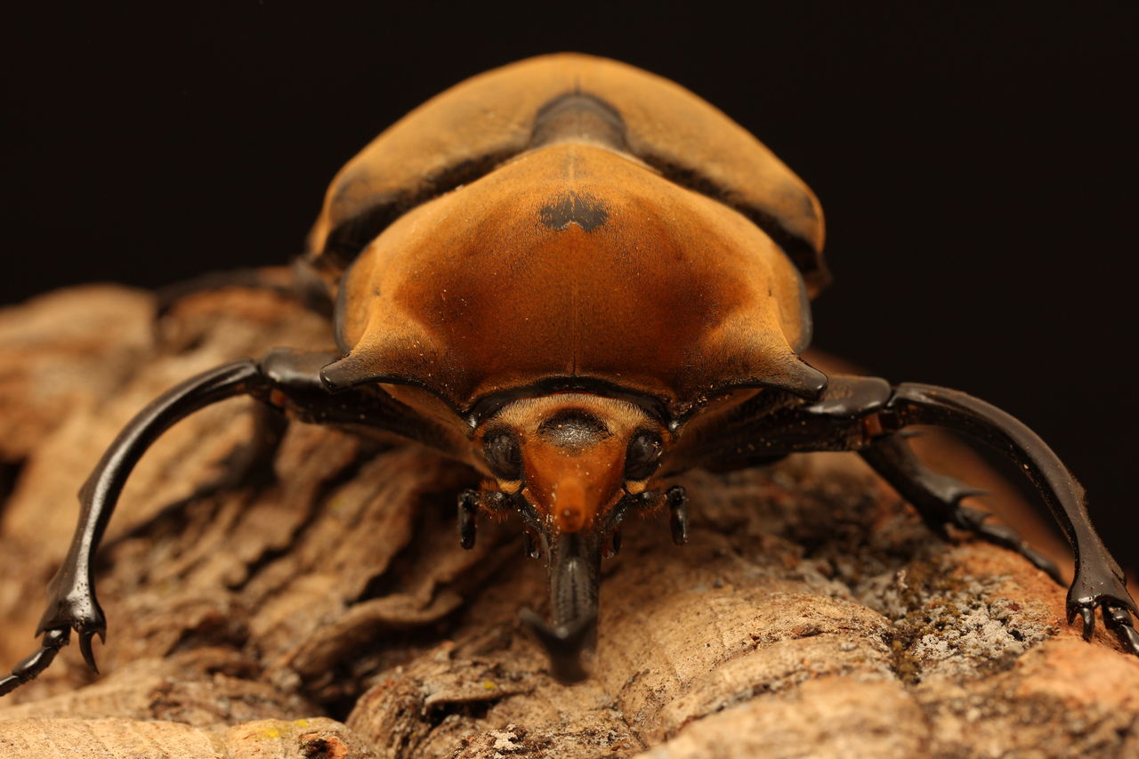 ♂82g♀65gペア【種親大型血統】エレファスゾウカブト 3令幼虫 ゾウカブト最美麗種DDAエレファスゾウカブト 成虫 ペア