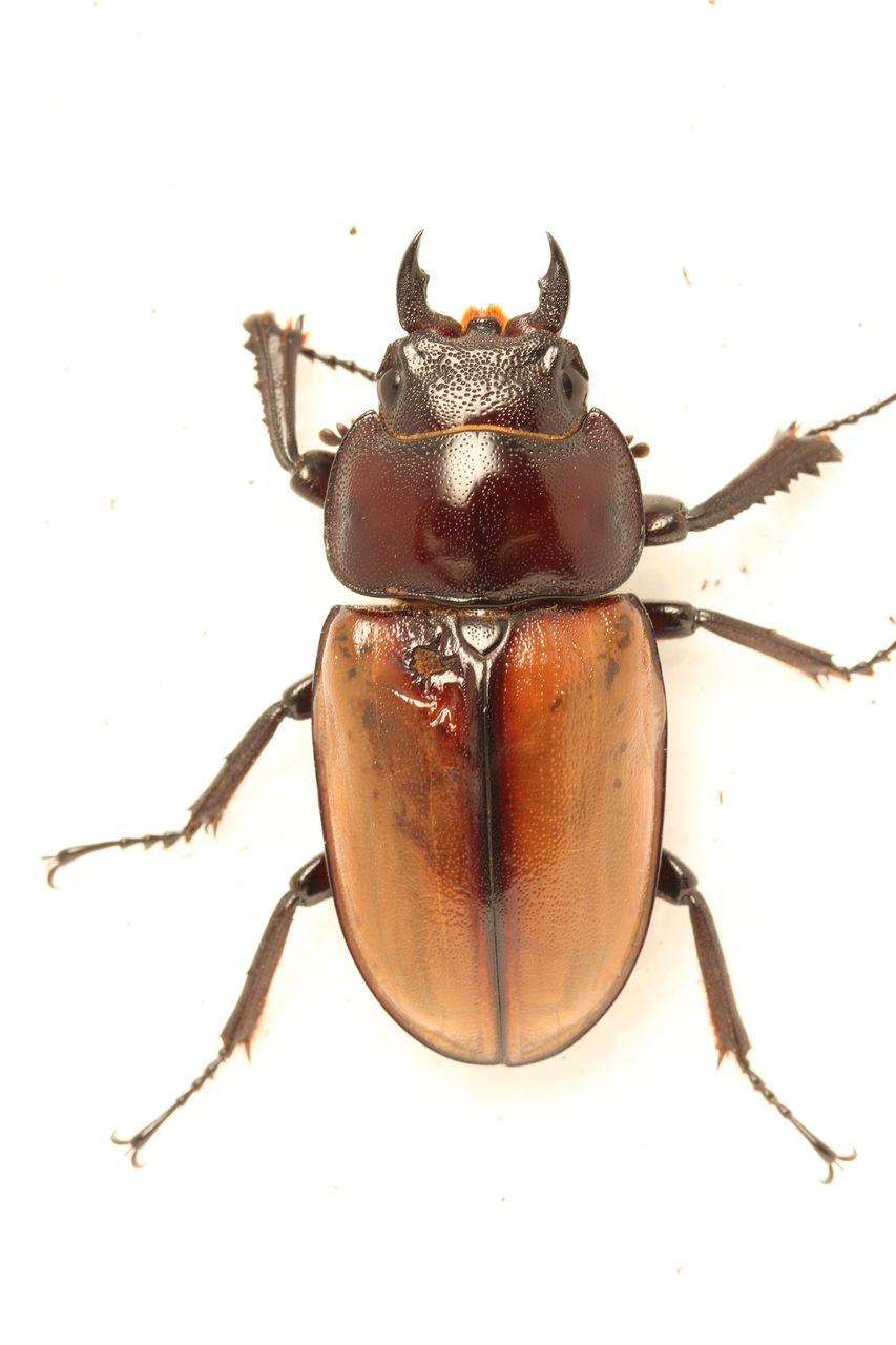 ラフェルトノコギリクワガタ飼育記 : オオカブトの部屋