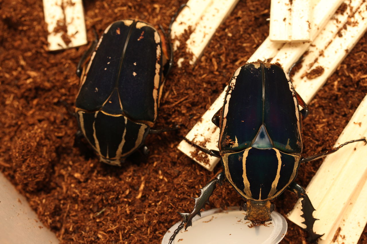 ウガンデンシス飼育記 まとめ : オオカブトの部屋