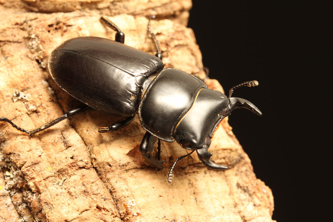 若佐慎一『山神の図』岩絵具・金箔・漆４号　※真作保証