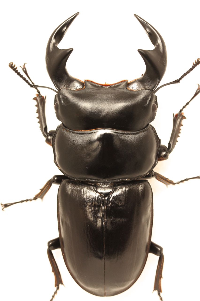 マレー アンタエウス ホワイトアイ 超希少 白眼♂６１．３・黒眼♀４５ 即ブリード可能  Yahoo!オークション -「マレーアンタエウス」(ペット、生き物) の落札