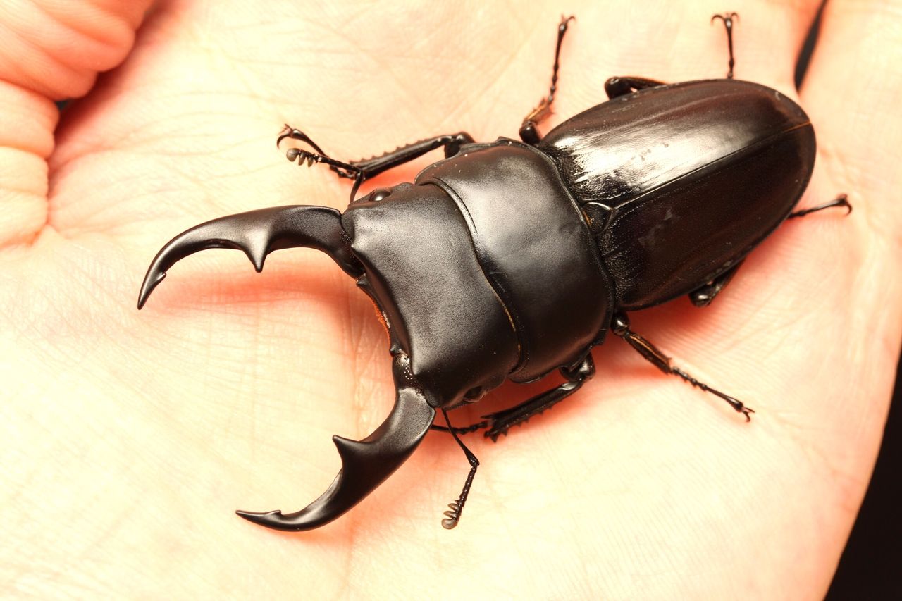 パリーオオクワガタ飼育記 : オオカブトの部屋