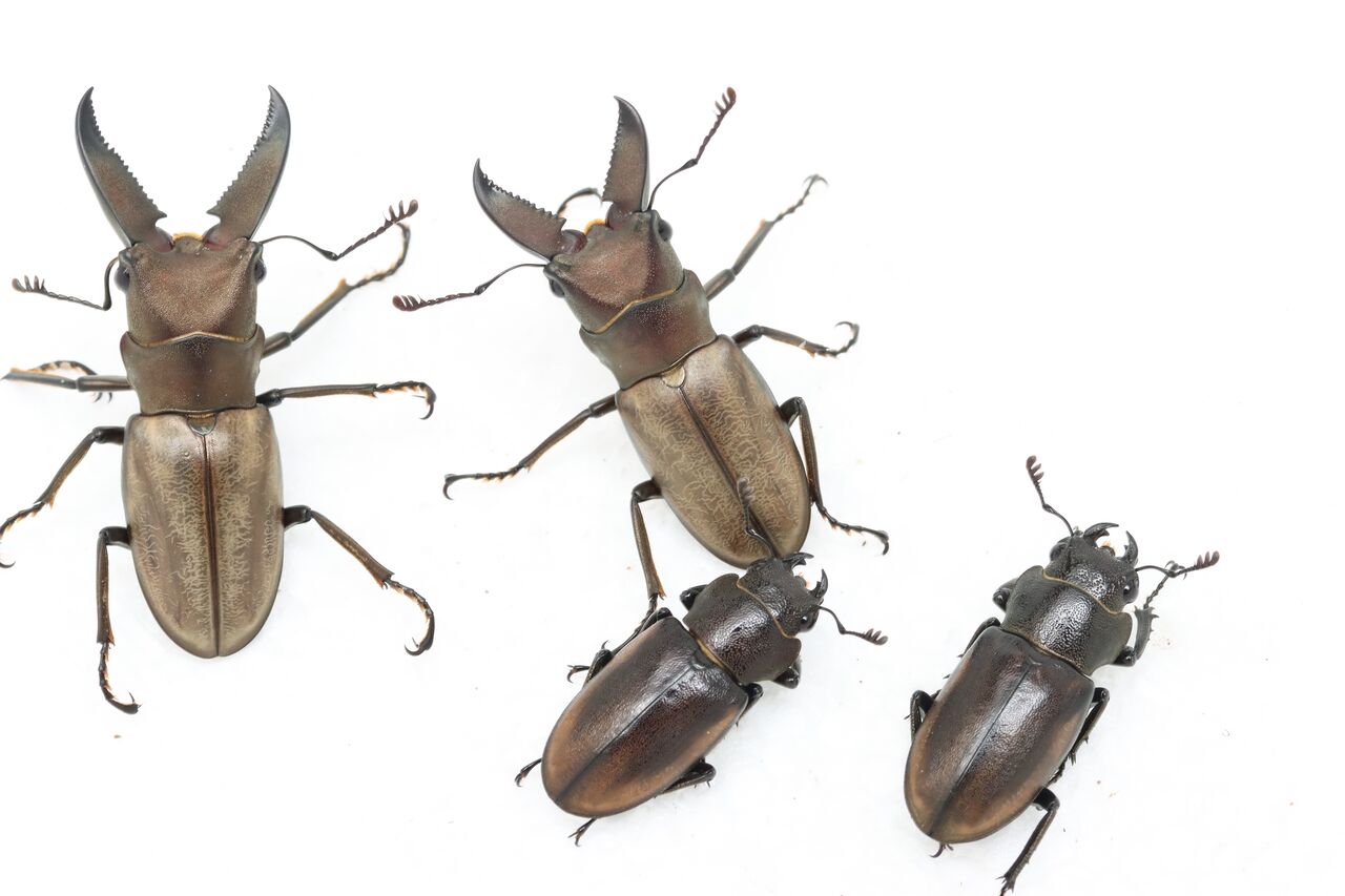 モンタネルスホソアカクワガタ飼育記 : オオカブトの部屋