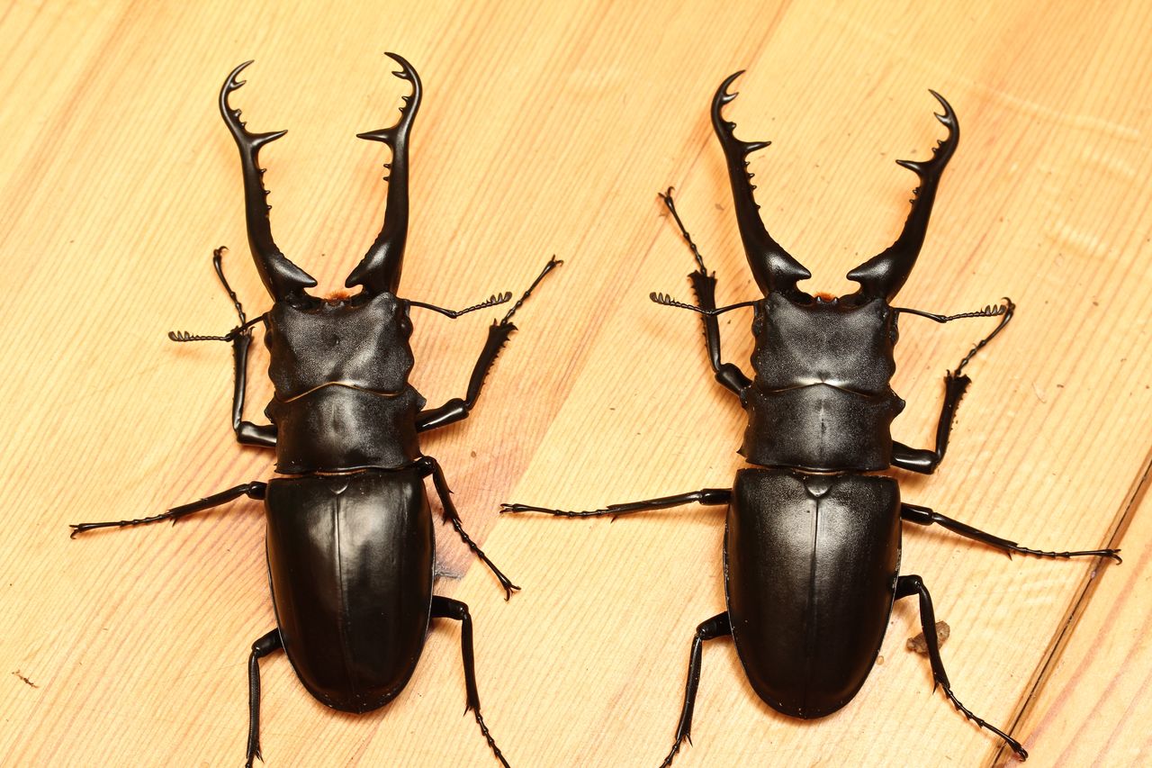 ギラファノコギリクワガタ飼育記(ロンボック産) 羽化 ギラファノコギリクワガタ飼育記(ロンボック産) 羽化