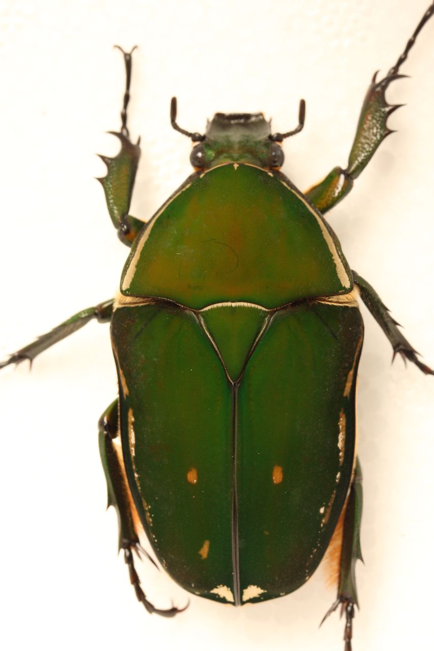 トルクアータオオツノカナブン(インマキュリコリス)飼育記 羽化