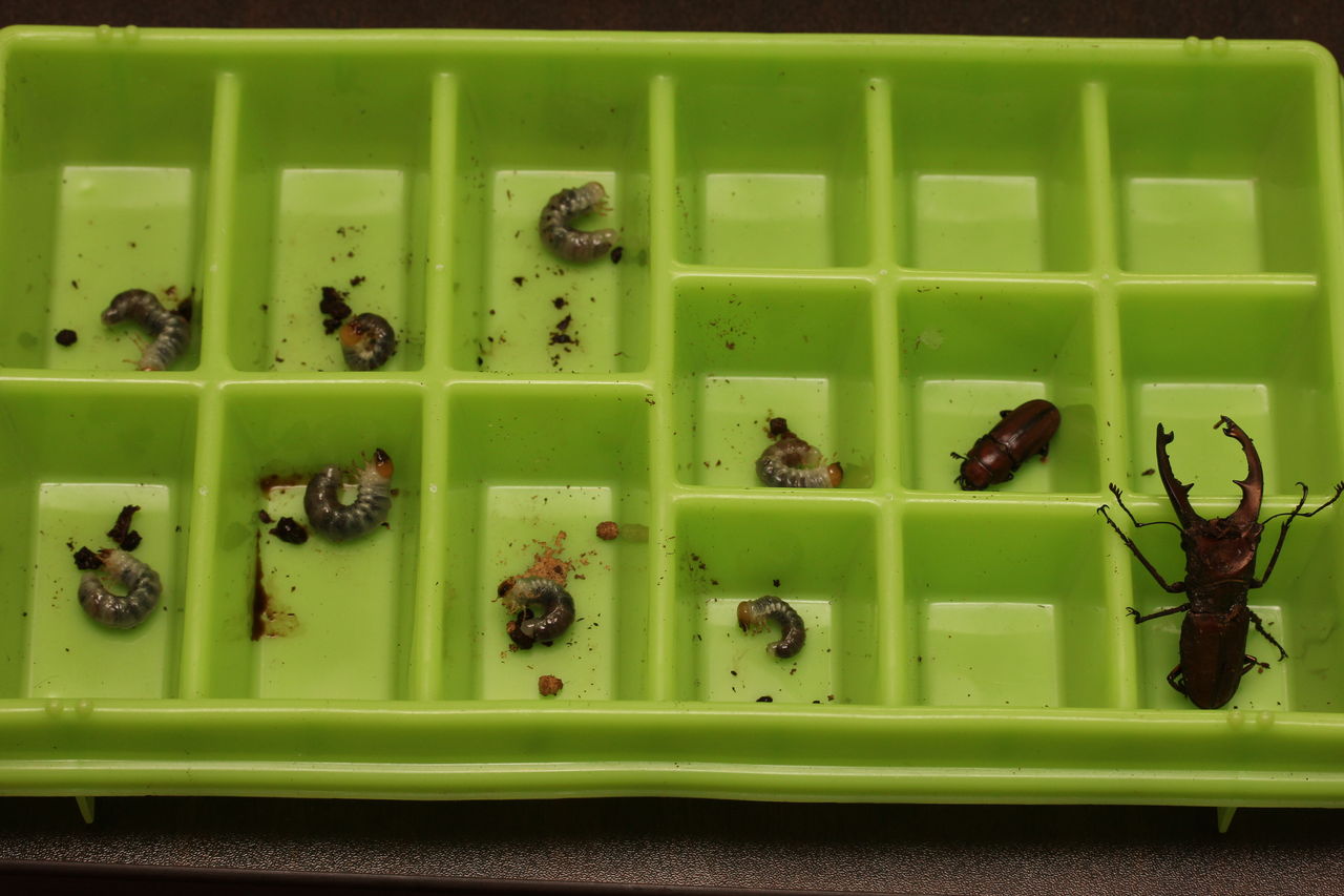 大型ズベールホソアカクワガタ♂2頭セット クワガタとカブト観察