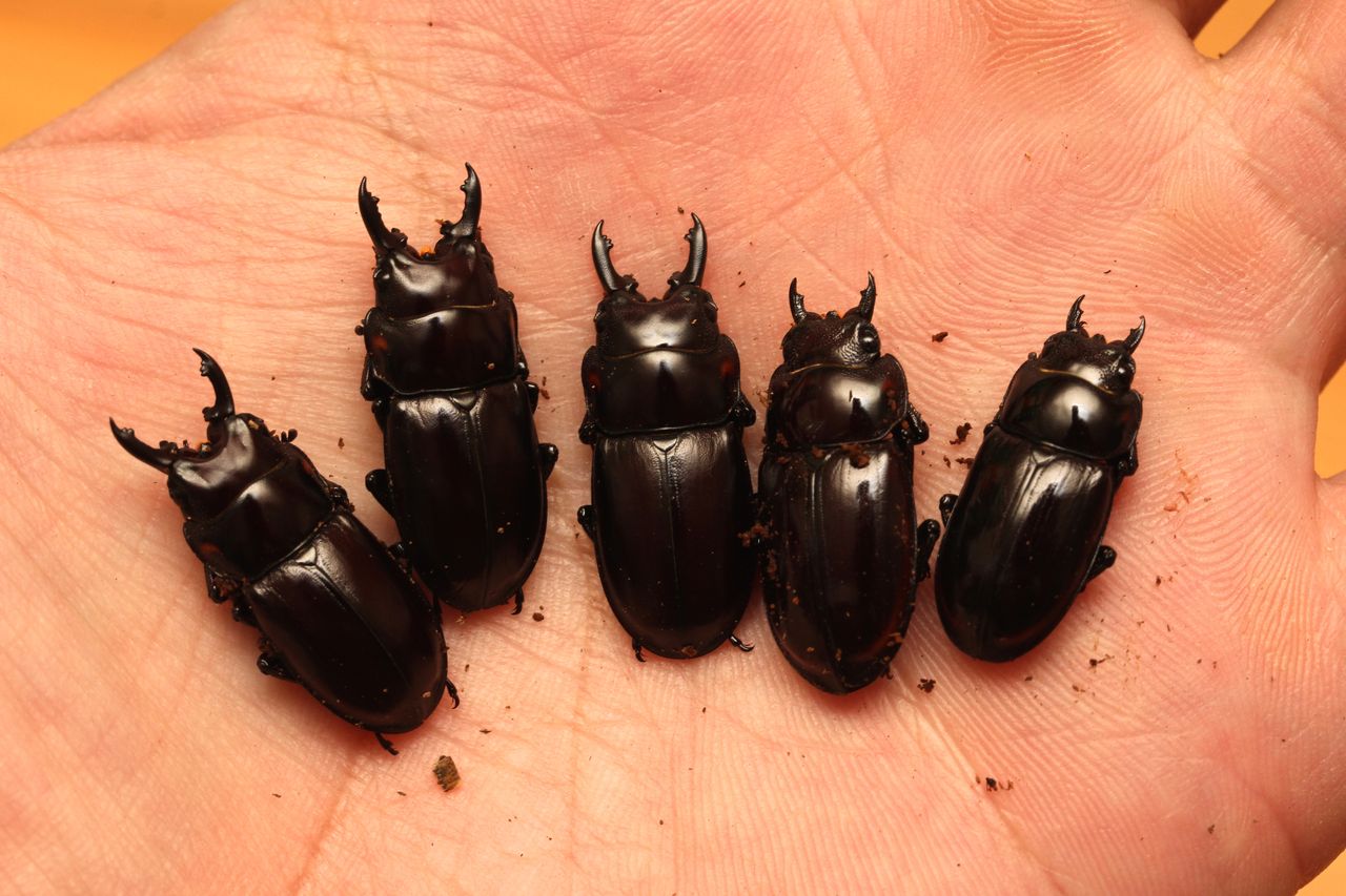トレスノコギリクワガタ飼育記 単為生殖確認 : オオカブトの部屋