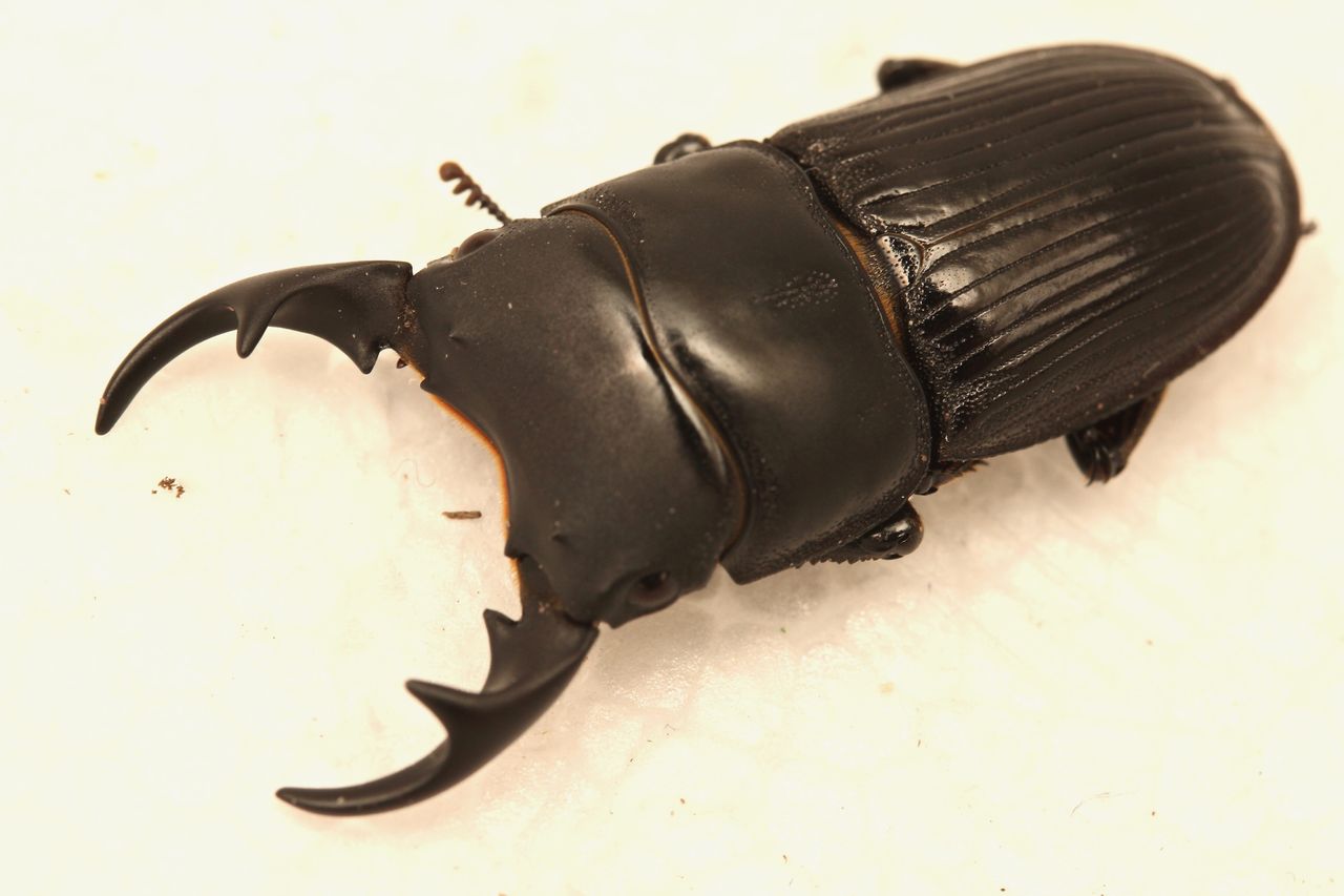 外国産ネブト色々 : オオカブトの部屋