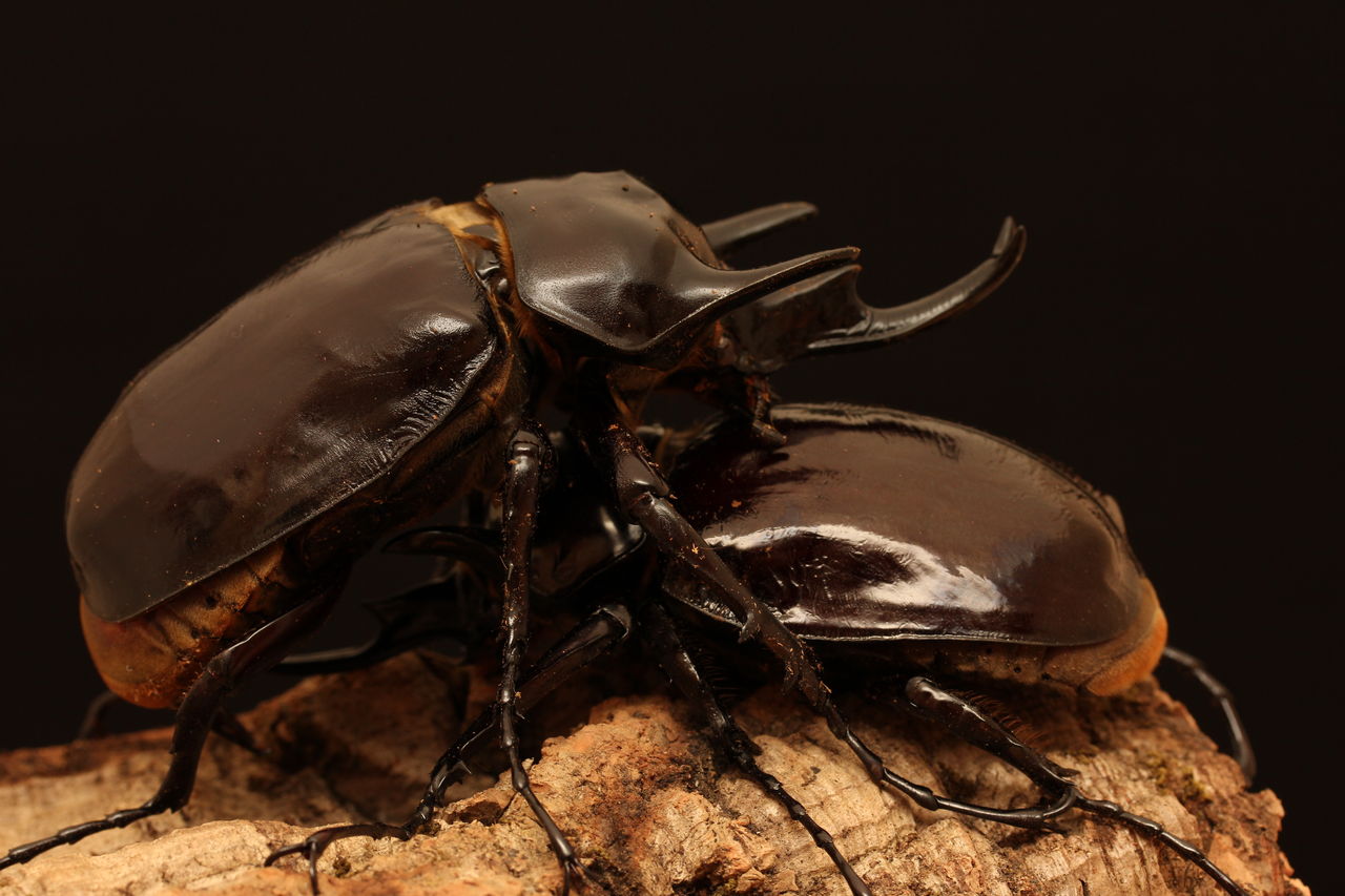アクティオンゾウカブト飼育記 : オオカブトの部屋