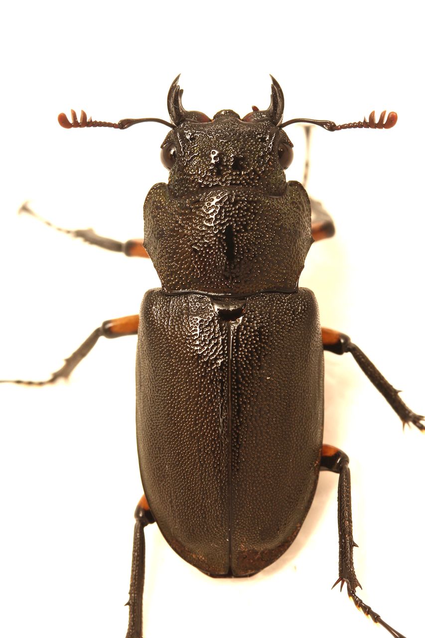 エラフスホソアカクワガタ飼育記 3サイクル目 : オオカブトの部屋