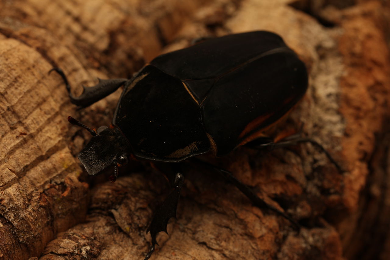 マタレオン　ウガンダ　ウガンデンシス　グリーンパープル　ブルー　4頭 羽化＆種親紹介】青いウガンデンシス が羽化しましたので紹介します