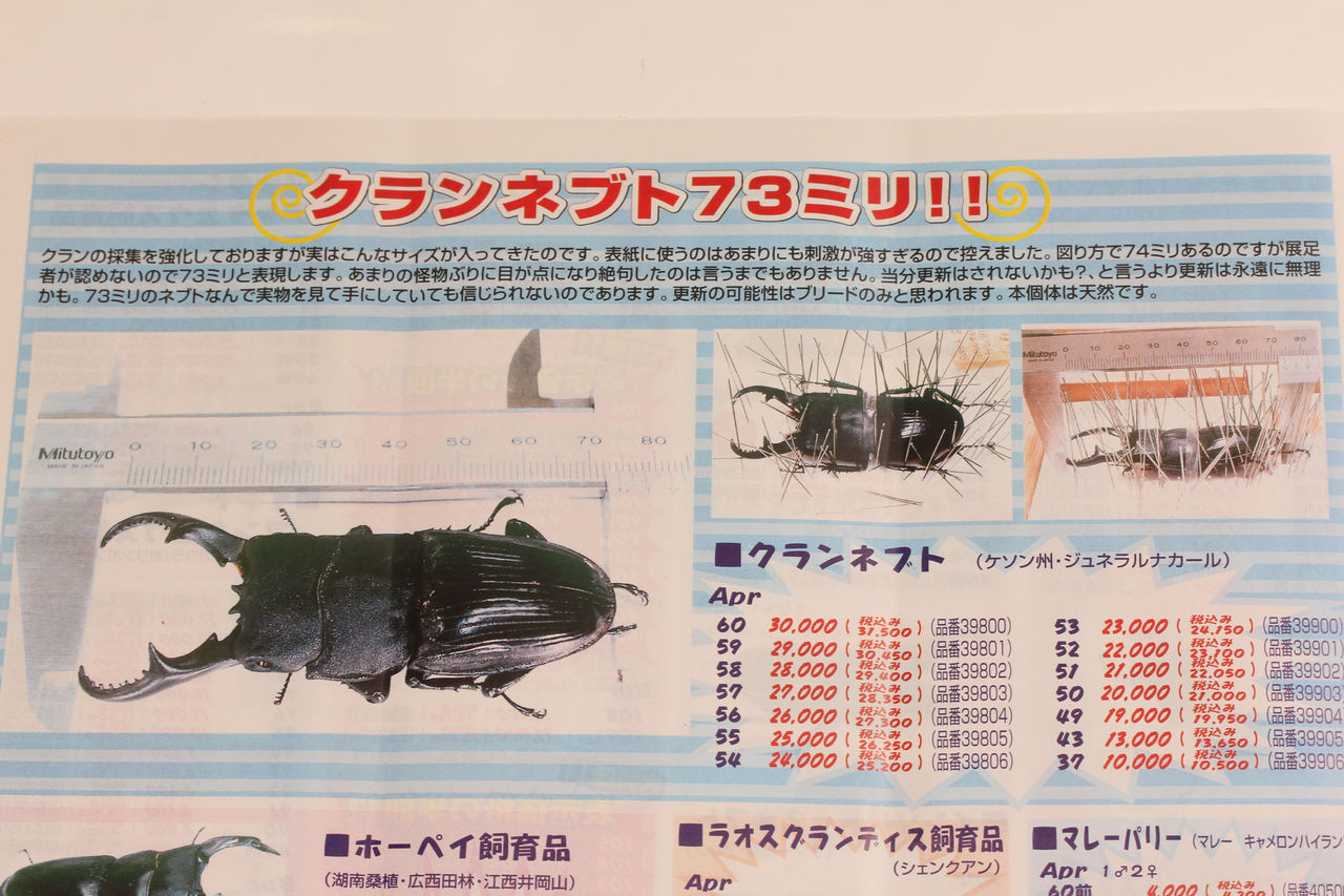 クーランネブト飼育記 : オオカブトの部屋