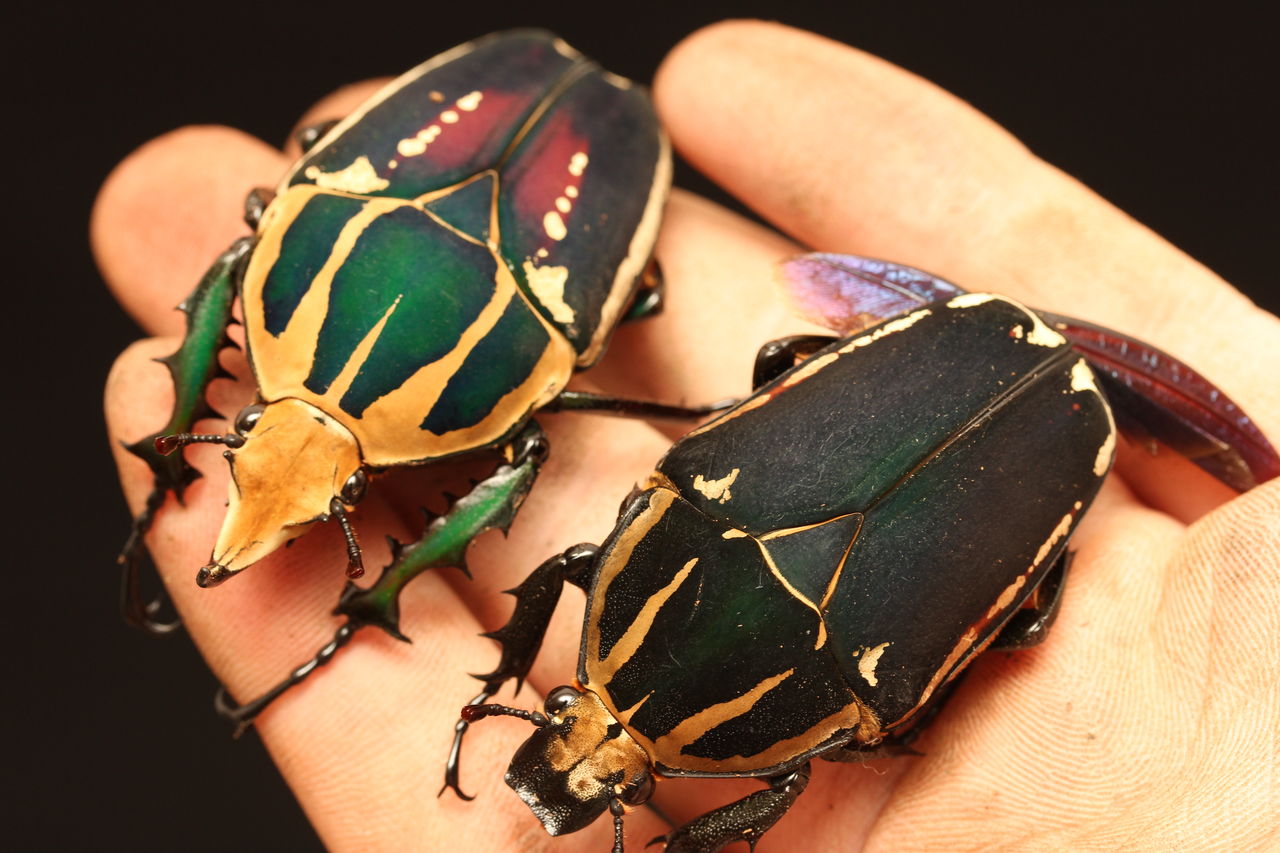 ウガンデンシス ウガンダ ウガンデンシス トルクアータポギー 全てC品